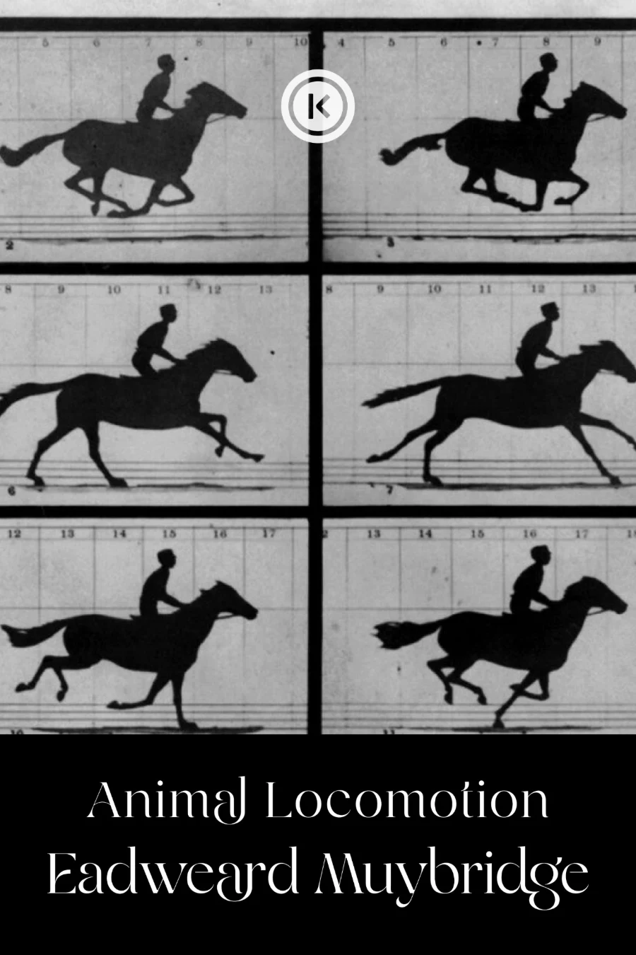 Animal Locomotion